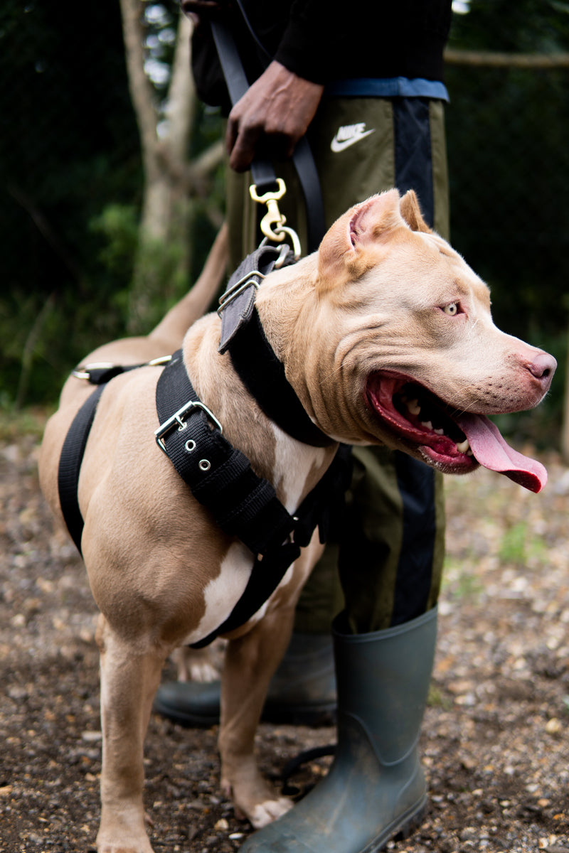 Pitbull sale puppy harness