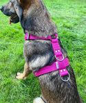 El Perro Colour Extra Strong Harnesses